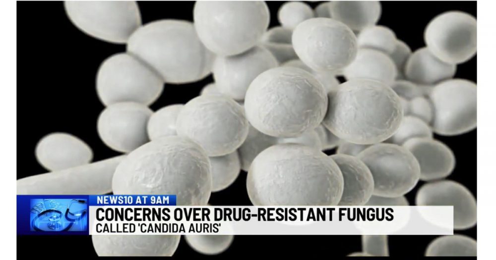 WTEN: Dr. Arthur Gran Discusses Concerns Over Drug-Resistant Fungus ...